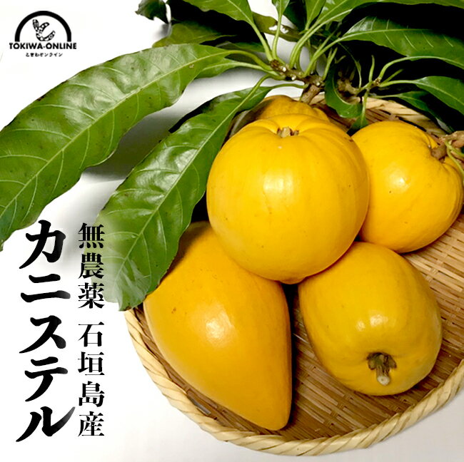 カニステル 沖縄 石垣島 500g 南国フルーツ 無農薬 農薬不使用 除草剤不使用のサムネイル