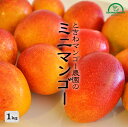 ミニマンゴー お中元 沖縄 1kg 贈り物 ギフト 送料無料 農園直送 沖縄県 石垣島 果物 フルーツ ときわマンゴー農園