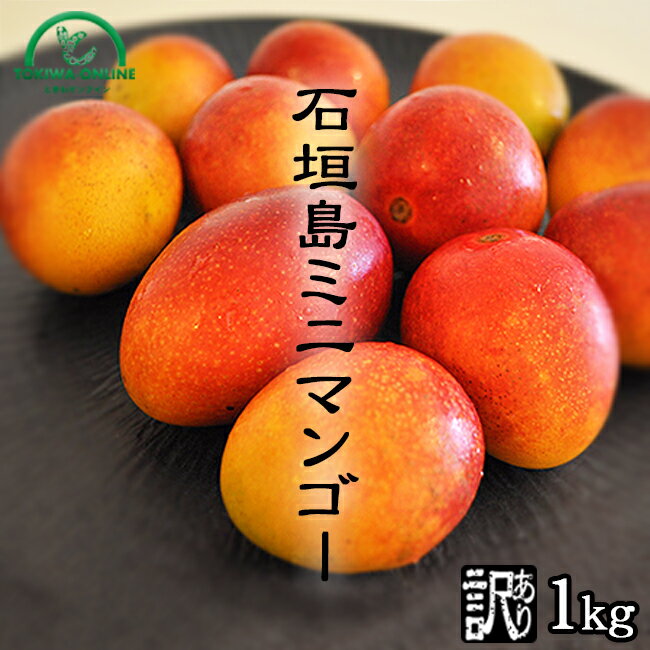 ミニマンゴー 1kg 送料無料 農園直送 沖縄県 石垣島産 マンゴー 石垣島 沖縄 果物 フルーツ 訳あり わけあり 石垣島マンゴー 沖縄マンゴー ときわマンゴー農園のサムネイル