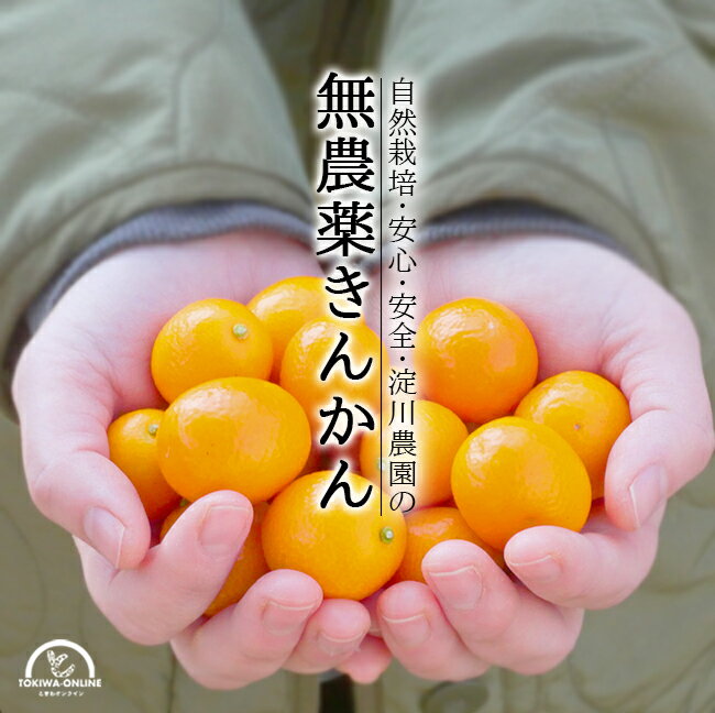 金柑 500g 無農薬 生で皮ごと まるかじり 丸ごと キンカン 淀川農園 熊本