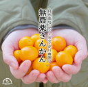 金柑 1kg 無農薬 生で皮ごと まるかじり 丸ごと キンカン 淀川農園 熊本