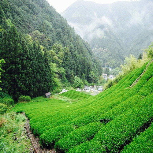 【ネコポス便・代引き不可】お茶・粉末茶　お茶の田村　もて茶って　業務用粉末煎茶500g 抗菌・殺菌作用・抗ウイルス作用・コレステロール低下作用・体脂肪低減作用