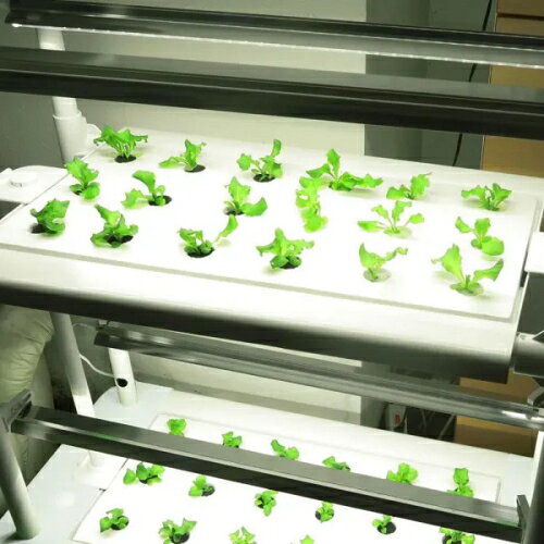 リビングファーム【メーカー直送品・代引き不可】　流水型水耕栽培器 野菜テラス　...