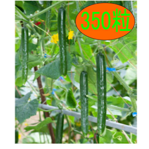 【入荷次第出荷】カネコ種苗　ほっきこう121　350粒