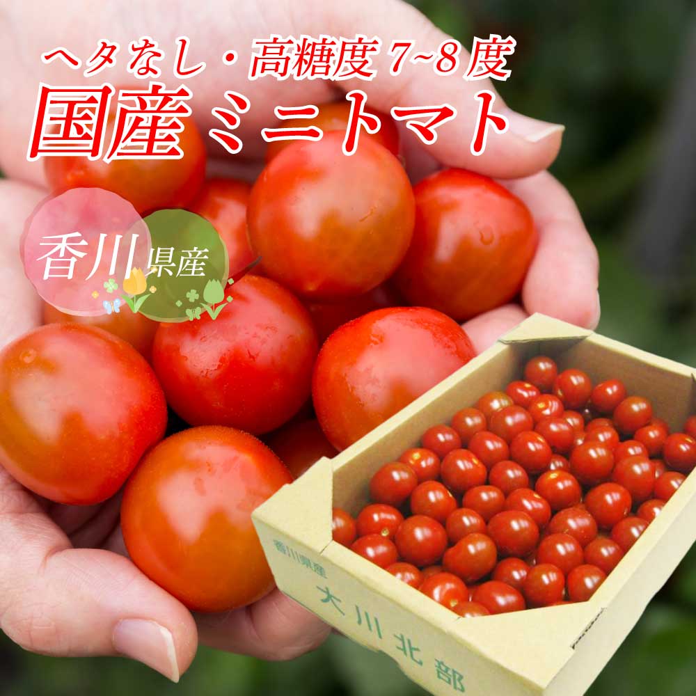【香川県産】ヘタなしミニトマト｜洗ってそのまま！便利なヘタ取り済みトマト｜サラダ・お弁当・業務用にもおすすめ 国産トマト