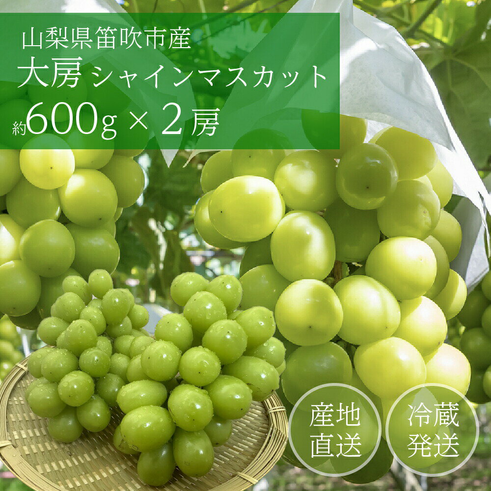 糖度25度以上 種なし 皮ごと【即納】約700gサイズ×2房 山梨県産 種なし 大粒 シャインマスカット ステビア農法 笛吹市 高糖度 厳選 ギフト 自宅 ふえふき 高級 フルーツ マスカット ぶどう 約1.4キロ 2房 常温 敬老の日