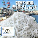 漁港より直送釜揚げしらす 1kg しらす 釜揚げ シラス 大容量 メガ盛り 冷蔵便 釜揚げシラス お取り寄せグルメ