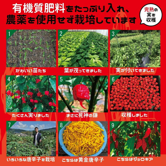 2021年産 七海交易 国産最高品質 きゃろりーぱ 一味10g キャロライナリーパー ギネス認定世界一辛い唐辛子 (キャロライナ・リーパー)/激辛 一味 唐辛子 調味料 激辛 旨辛 とうがらし トウガラシ チリ チリペッパー chili pepper 粉末 パウダー ラーメン ジョロキア