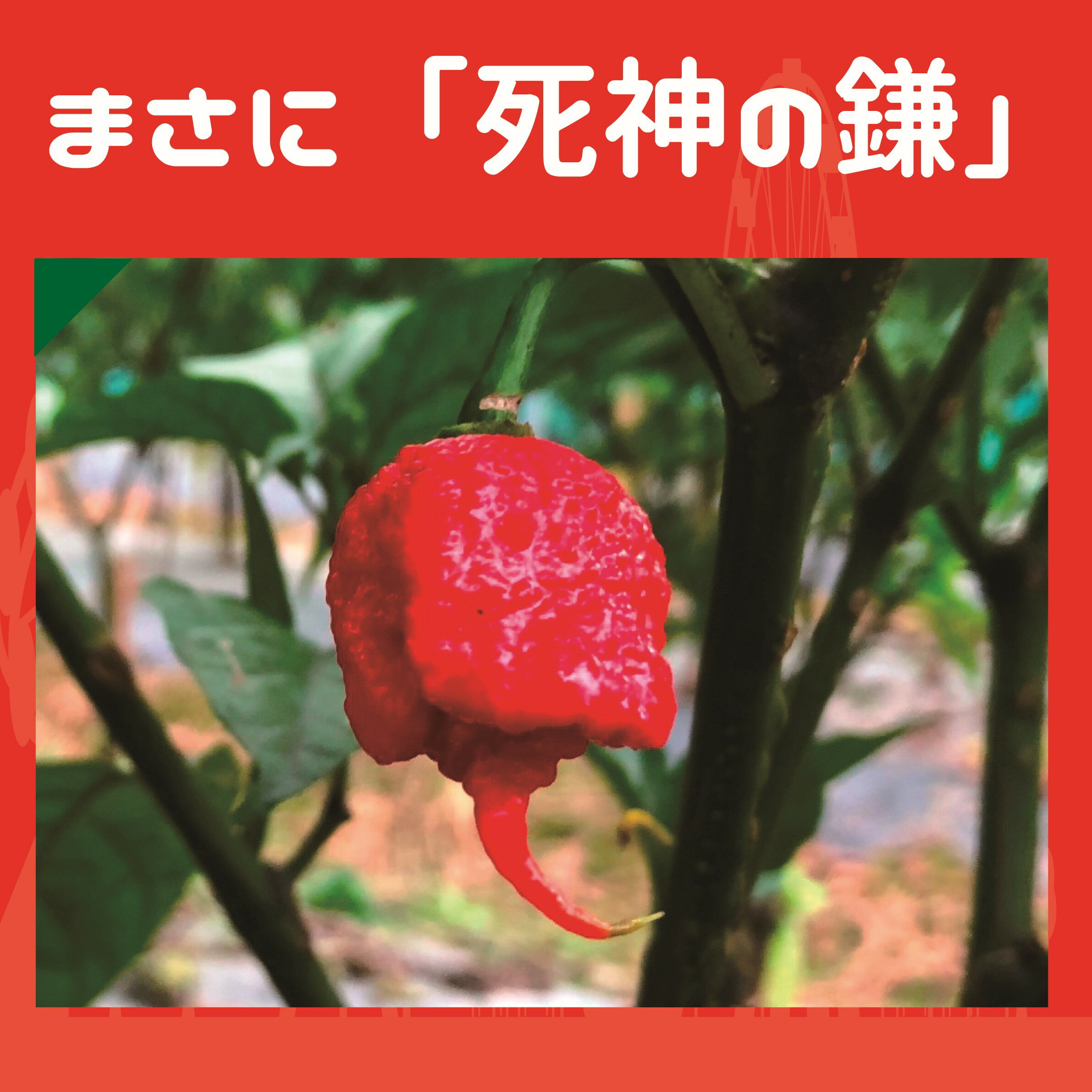 ������饤�� �꡼�ѡ� & �ɥ饴�󥺥֥쥹 ���5g 2�ܥ��å� (3/1����ݥ����2��) ʴ�� �񻺺ǹ��ʼ� ̵ź�� ̵�忧 ��¸���ʤ� ��� ��ɻ� ����̵�� �ޥ饽�� �ϥХͥ� ��������� ͭ�ȥ��� ���ѥ��� Ĵ̣�� ��ɻҥ��ɤ�����꡼�� �������