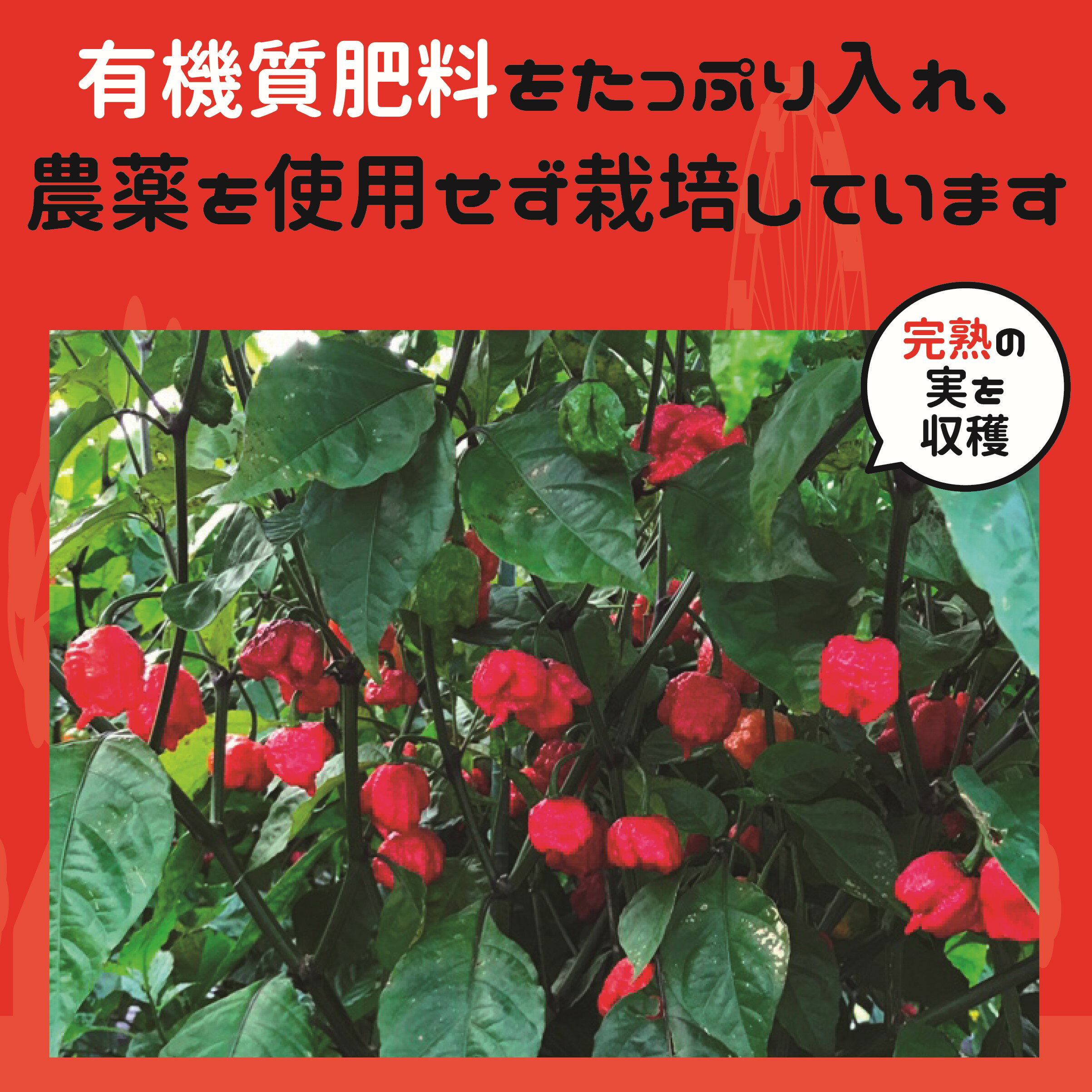 ������饤�ʥ꡼�ѡ� �������ԥ���BT ��������� ��̣ 10g ��3�� ʴ�� �񻺺ǹ��ʼ� ̵ź�� ̵�忧 ��¸���ʤ� ��� ��ɻ� ����̵�� �ޥ饽�� �ݥå��� �ϥХͥ� ͭ�ȥ��� ���ѥ��� ��ɥ����פ� �顼��� ���ۻ� Ĵ̣�� ���졼 ��ɻҥ��� ������꡼�� �������