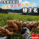 農家直送 土佐の種生姜 4kg