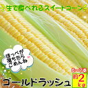 《10／10日頃～順次発送予定》ゴールドラッシュ とうもろこし【約2kg6〜7本L～2Lサイズ】 朝採り 農家直送 生で食べられる スイートコーン おおもの 高知県産 お取り寄せ グルメ 送料無料