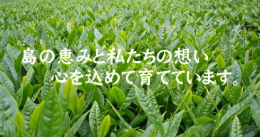 徳之島産蒼風（そうふう）茶　2.5g　15袋入り　3個セット お茶 高機能茶 半発酵茶 香り 健康茶