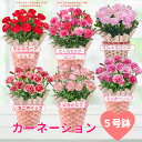 【良品在庫処分】母の日カーネーション(到着日指定不可) マンマミーア または レッド/さくらもなか または ピンク/いちごホイップ/ゆきかなで/ミルキーリップ/...