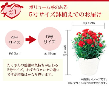 【母の日5/9(日)お届け】母の日 カーネーション プレゼント ギフト 花 2021 カーネーション5号サイズ 鉢植え お花 花鉢 鉢花 鉢 全国送料無料