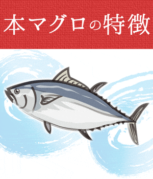 本マグロ 大トロ 約0g 柵 本まぐろ 大トロ 大とろ オオトロ とろ トロ まぐろ マグロ 本鮪 鮪 Rcp 刺身 冷凍 味フリーク特設サイト