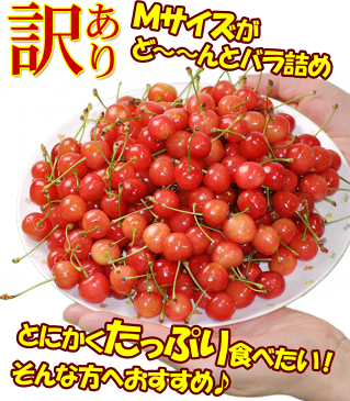 訳あり さくらんぼ 約1kg Mサイズ　自宅用 色づき悪い 変形 キズ含む 露地栽培 佐藤錦 紅秀峰 など 品種おまかせ 送料無料