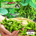 だだちゃ豆 枝豆 豆 1kg 訳あり ご家庭用 えだまめ エダマメ まめ マメ 産地直送 送料無料  ...