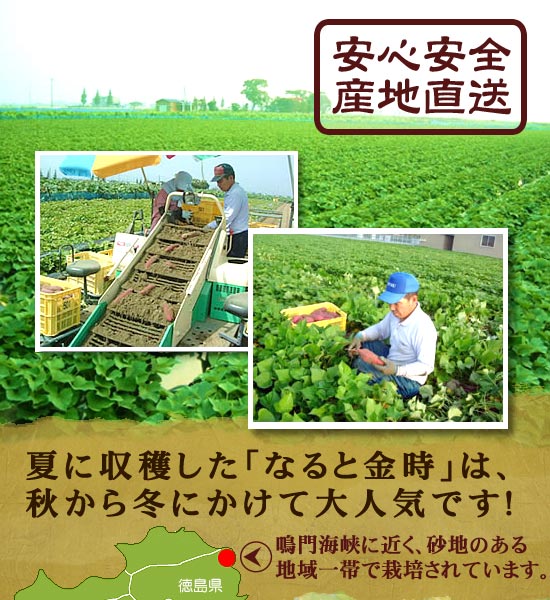 送料無料 なると金時 トップブランド 里むすめ 自家用 5kg箱入（徳島県鳴門市里浦町産 なると金時さつまいも