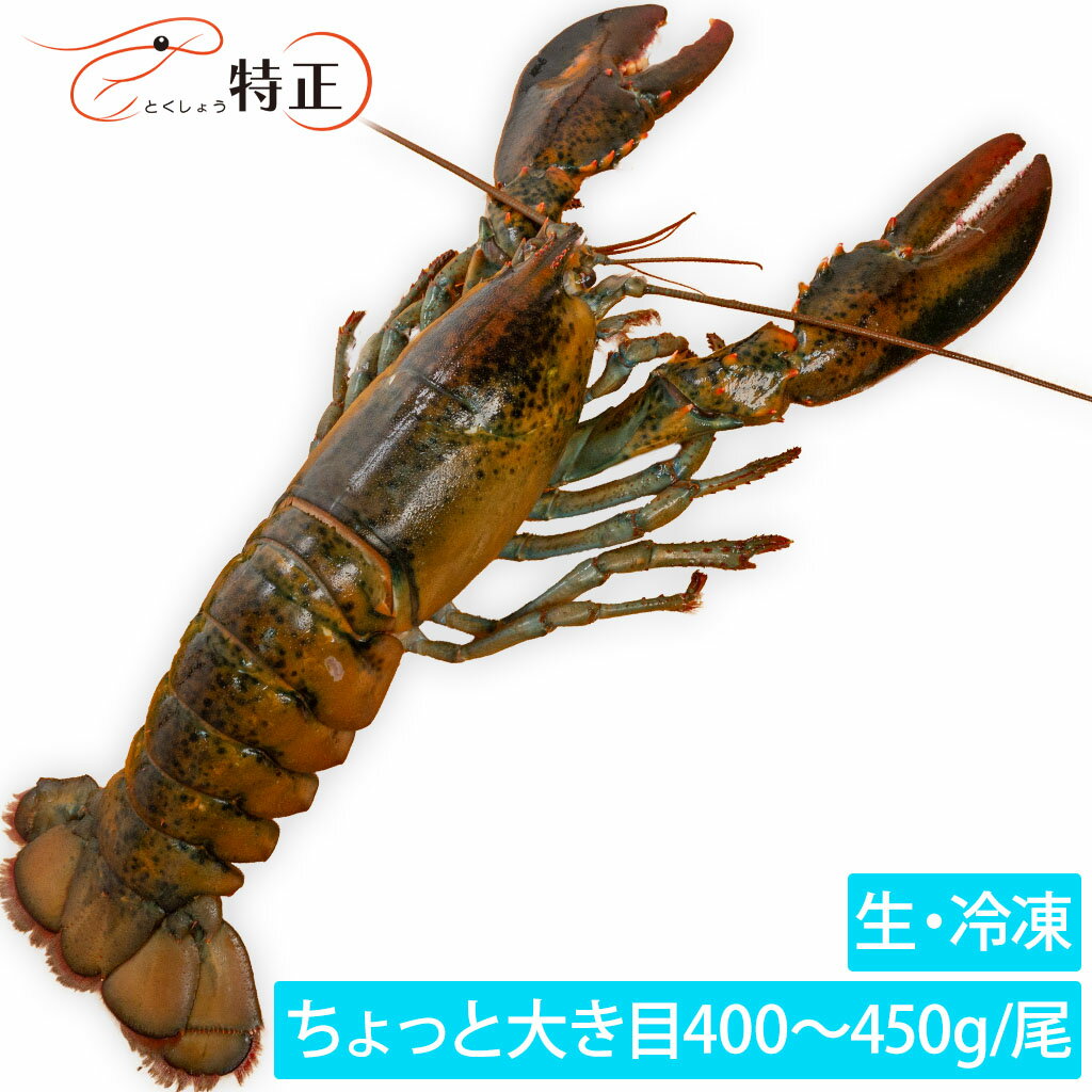 ハイプレッシャー オマール ホール一尾 生 400〜450g