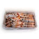 スカンピG2 2Kg箱入り(約80g/尾 約23尾入り)