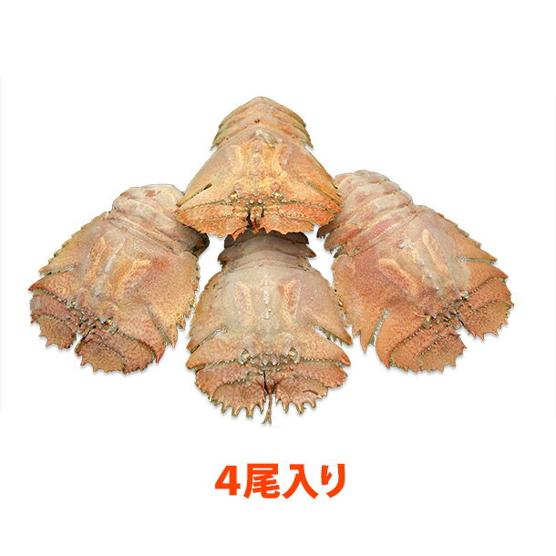 【2025年水揚げ】活〆うちわ海老（90〜110g/匹） 4匹