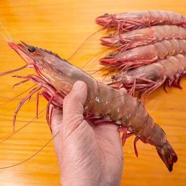 【特大】スーパー・ジャンボ有頭シータイガー海老 27〜30cm/尾程 8尾 ワンフローズン 超特大えび バーベキュー エビフライ 天然エビ