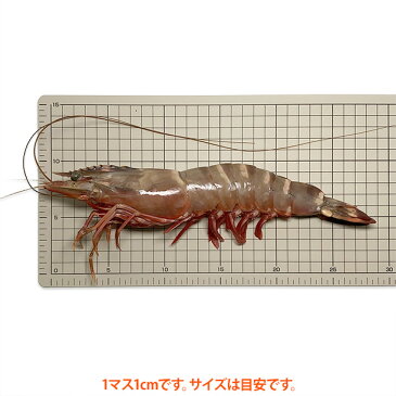 【特大】スーパー・ジャンボ有頭シータイガー海老 27〜30cm/尾程 2尾真空パック 超特大えび バーベキュー エビフライ 天然エビ