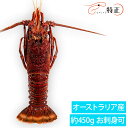 オーストラリアイセエビ オーストラリア産 冷凍 約450g 一尾 お刺身可 スパイニーロブスター spiny lobster