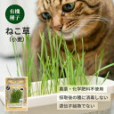 ＼4/5限定 15%OFFクーポン発行／【自分で育てて楽しい♪】有機種子 ねこ草(小麦) ( 猫草 種 水栽培 水耕栽培 タネ 整腸 毛玉ケア 草 食用 ネコ草 キャットフード お手入れ用品 ペット用 猫 犬 イヌ 若芽 グリーン 園芸 育てる)