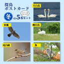 探鳥ポストカード ≪冬≫ 5枚セット はがきセット 送料込み 5種類 野鳥 写真 はがき 葉書 オオハクチョウ 白鳥 ハイタカ 鷹 コブハクチョウ オジロビタキ フクロウ 梟 ヒナ ひな 東京新聞 堀内洋助