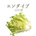 アンディーブ チコリ 1パック おしゃれ野菜 珍しい野菜 インスタ映え サラダ お取り寄せ