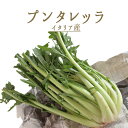 プンタレッラ イタリア ローマ野菜(アスパラガス チコリー)<イタリア産>【1個=約500-1kg】【¥460/100g再計算】
