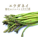 イタリア 野生のアスパラ グリーンアスパラ エウガネイ <イタリア> 【250g】
