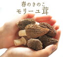 フレッシュ モリーユ モリーユ茸 (アミガサ茸)きのこ キノコ <トルコ産>【100g】【冷蔵品】