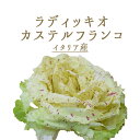 ラディッキオ　ヴァリエガート　（カステルフランコ）　イタリア野菜　　＜イタリア＞【1株＝約150−250g】【￥460/100g再計算】