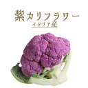 カリフラワー　紫カリフラワー　＜イタリア産＞　【約500-800g】【￥430/100g再計算】【冷蔵品】