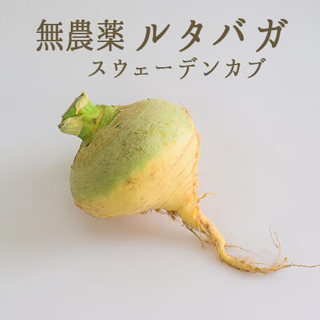 【無農薬】ルタバガ　スウェーデンカブ　【1個＝約1-2kg】【\165/100g当たり再計算】＜山形県＞のサムネイル
