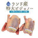 【フレッシュ　冷蔵】仔鳩　特大　ハト　（ピジョノー　Pigeonneau）頭・内臓付　エトフェ（窒息）＜フランスランド産＞【特大サイズ　1羽=約500-700g×10羽】