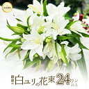 銀座の白ユリ 花束 24輪 6本以上 お買い物マラソン 楽天 送料無料 あす楽13時まで ゆり 百合 花 お中元 2025 プレゼント ギフト 誕生日 お悔やみ...