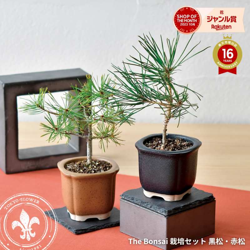 楽天市場】栽培セット（種類（植物）アカマツ（赤松））（ガーデニング