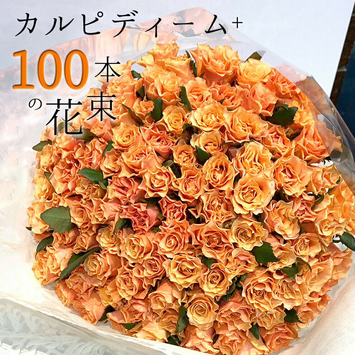 オレンジ オレンジ バラ 100本の花束 カルピディーム+ 送料無料 送料込み 銀座の橙バラ 薔薇 母の日 父の日 ギフト 花束 プレゼント 記念日 誕生日 お祝い 珍しい 豪華 生花 お祝 プロポーズ 結婚祝い 結婚 退職 長寿 金婚式 カルピデューム