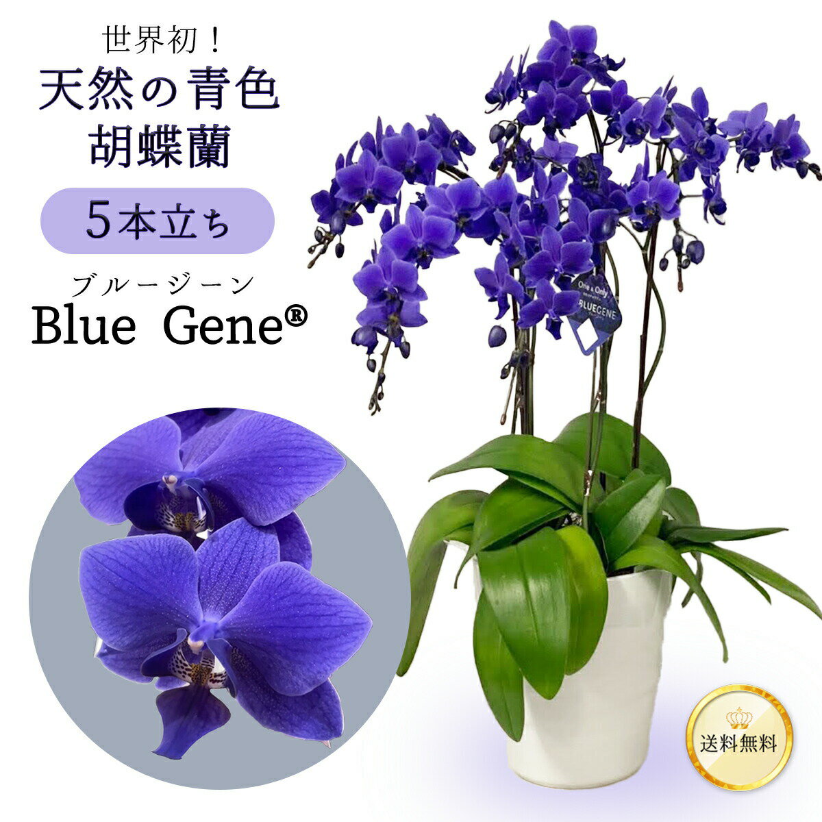 大輪5本立ち 【豪華な5本立ち！天然の青色胡蝶蘭】 ブルージーン bluegene 5本立 6号 ファレノプシス 送料無料 5日後以降指定可 花 鉢 お祝い 洋らん 長寿 古希 喜寿 開店 祝い 開院 開業祝 移転 就任 御祝 移転 出店 オープン 叙勲 誕生日 母の日 父の日 プレゼント ギフト