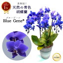  ブルージーン bluegene 3本立 6号 ファレノプシス 送料無料 5日後以降指定可 花 鉢 お祝い 蘭 洋らん 長寿 古希 喜寿 開店 祝い 開院 開業 祝 就任 御祝 移転 出店 新店 オープン 叙勲 誕生日 母の日 父の日 プレゼント ギフト