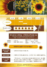 お中元サマーギフトプレゼント千輪咲きヒマワリサンビリーバブルブラウンアイG5号鉢鉢径約15cmラッピング付きメッセージ無料沖縄配送不可花観葉植物お中元サマーギフト