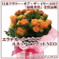 母の日プレゼント早割4/28日23:59まで終了後6588円超希少リーガースベゴニアルネッサンスシリーズ全4色5号鉢送料無料