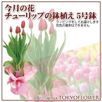 今月のワインセットチューリップ5号鉢とコトーデュポンデュガールキュヴェデガレ2015