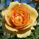 秋苗 バラ苗 2年大株 4号 サウスアフリカ Floribunda Roses A1247 自家用 花無し株 送料無料
