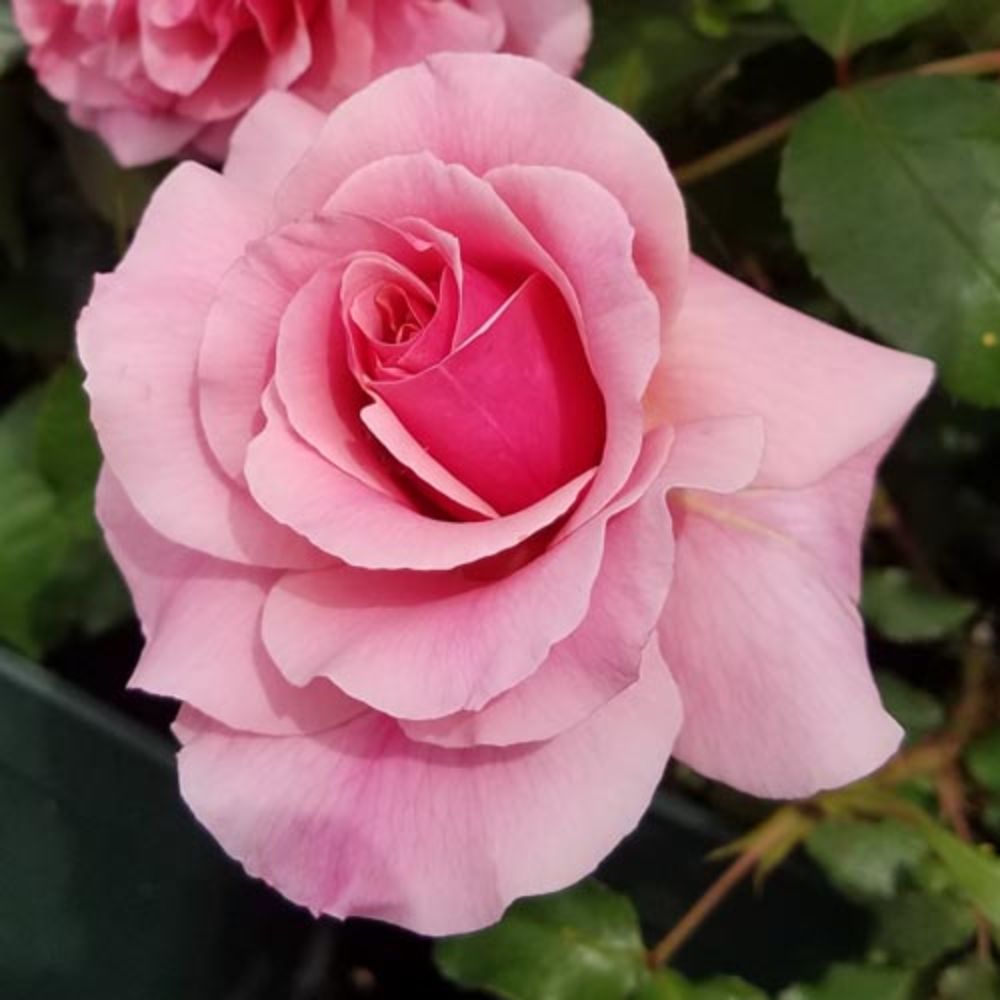 【提携農園から直送！】バラ苗 2年大株 4号 デュエット Hybrid tea Roses A1252 薔薇苗 自家用 花無し..