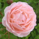 【11月中旬~順次 提携農園から直送!】 秋苗 バラ苗 2年大株 4号 ニュードリームス Climbing Roses C1144 クライミング ローズ 自家用 花無し株 スーパーセール 送料無料